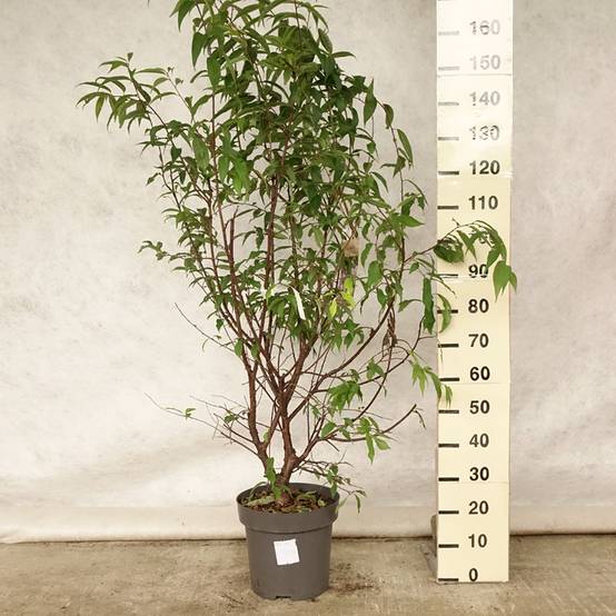 Promesse de Fleurs - Prunus serrula - Cerisier du Tibet Pot de 12L/15L - Image 2