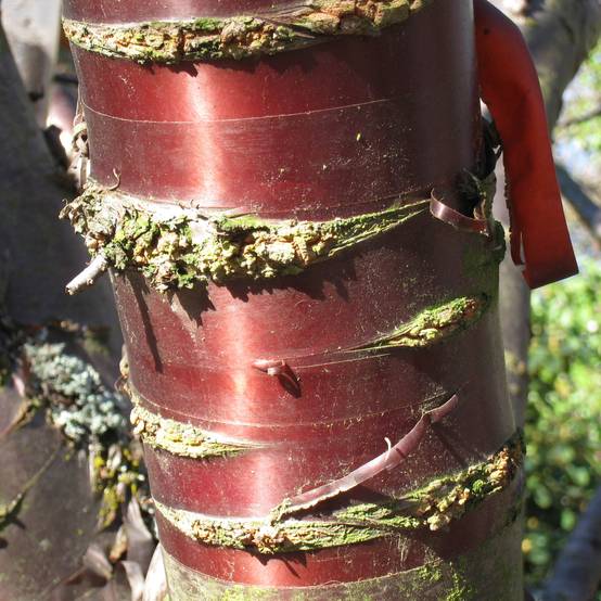 Promesse de Fleurs - Prunus serrula - Cerisier du Tibet Pot de 12L/15L - Image 1