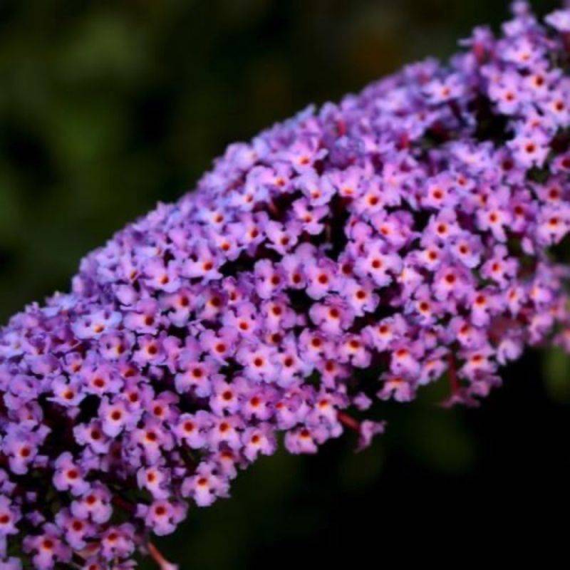 Arbre aux papillons 'Harlequin' (Buddleja davidii 'Harlequin') - Godet 9cm - Pépinières Naudet - Imagen 1