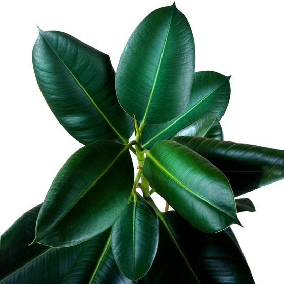 Gardenersdream - Ficus Robusta – Arbre À Caoutchouc | Plante Verte De Qualité | En Pot 30-40 Cm - GardenersDream - Image 3