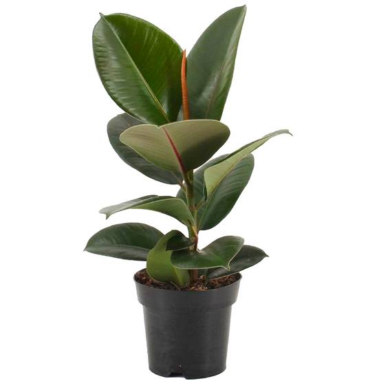 Gardenersdream - Ficus Robusta – Arbre À Caoutchouc | Plante Verte De Qualité | En Pot 30-40 Cm - GardenersDream - Image 2