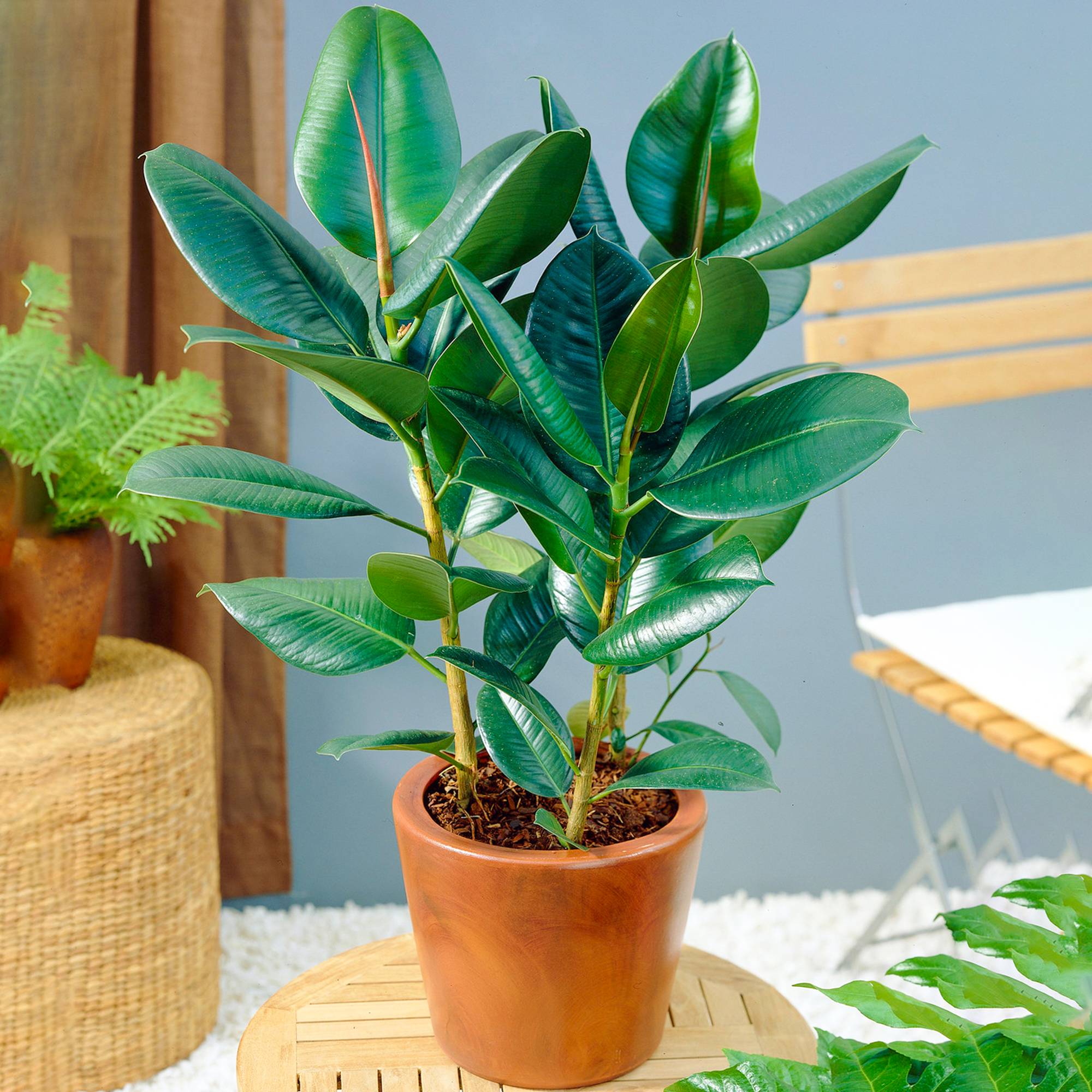 Gardenersdream - Ficus Robusta – Arbre À Caoutchouc | Plante Verte De Qualité | En Pot 30-40 Cm - GardenersDream - Image 1