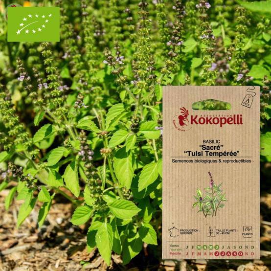 Graines bio à semer - Basilic Sacré Tulsi- Association Kokopelli