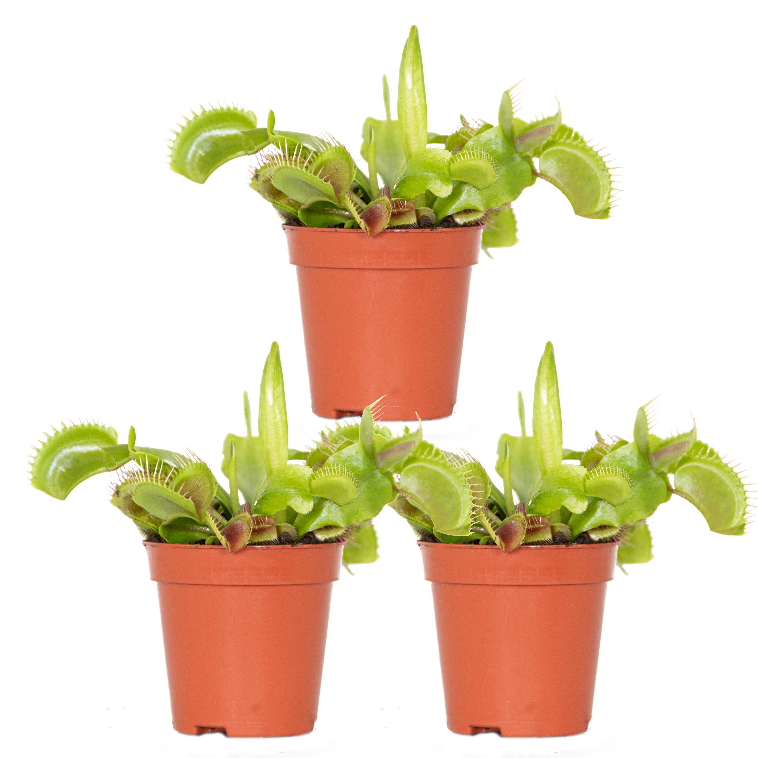 Lot de 3 - Dionaea Muscipula - Plante Carnivore - Facile d’entretien - 05-10 cm - Image 1
