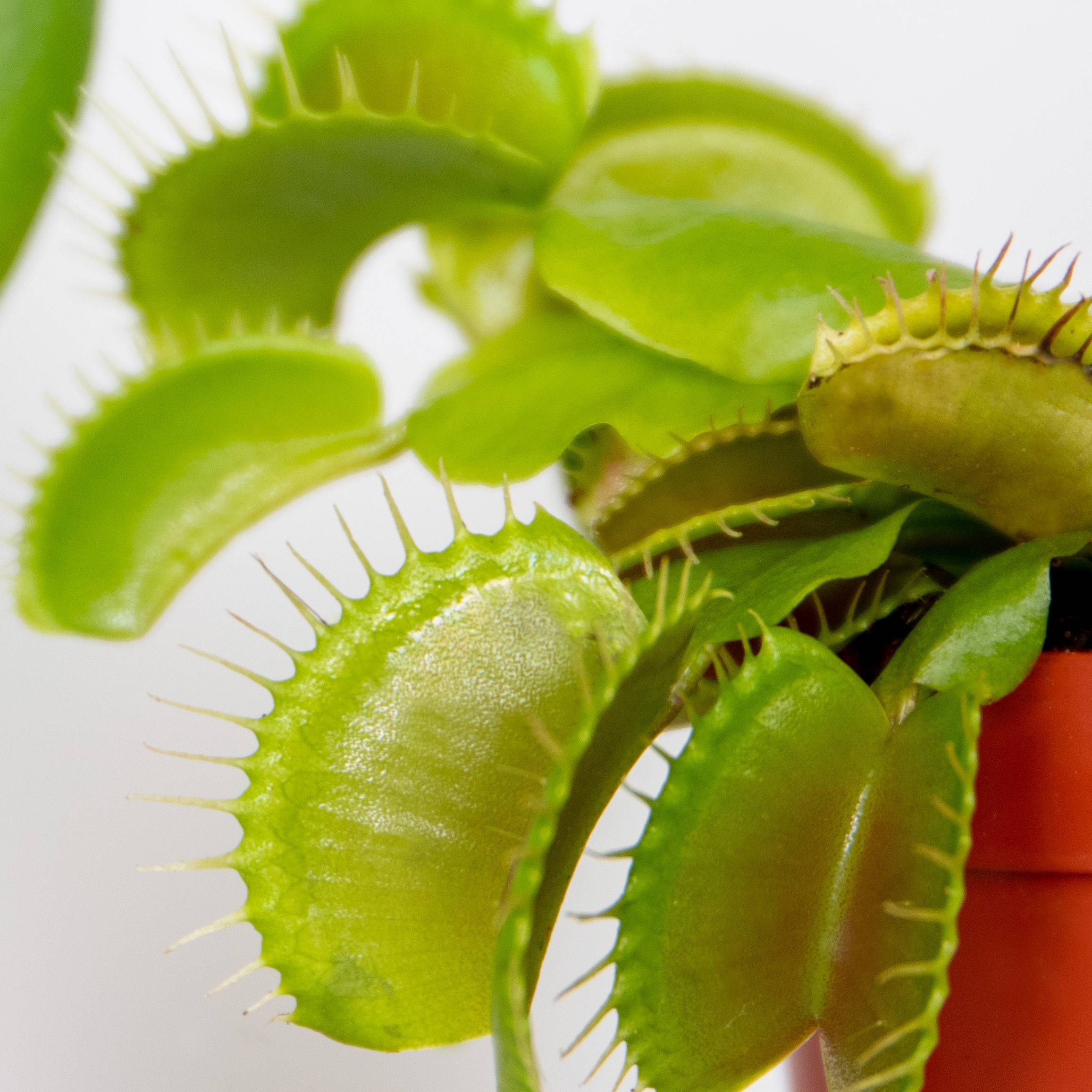 Lot de 3 - Dionaea Muscipula - Plante Carnivore - Facile d’entretien - 05-10 cm - Image 3