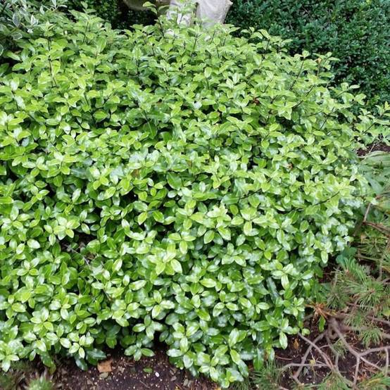 Pittosporum Midget, Pittospore - Pot de 7,5L - 40/60 cm - Image 1