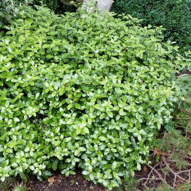 Pittosporum Midget, Pittospore - Pot de 7,5L - 40/60 cm - Image 1