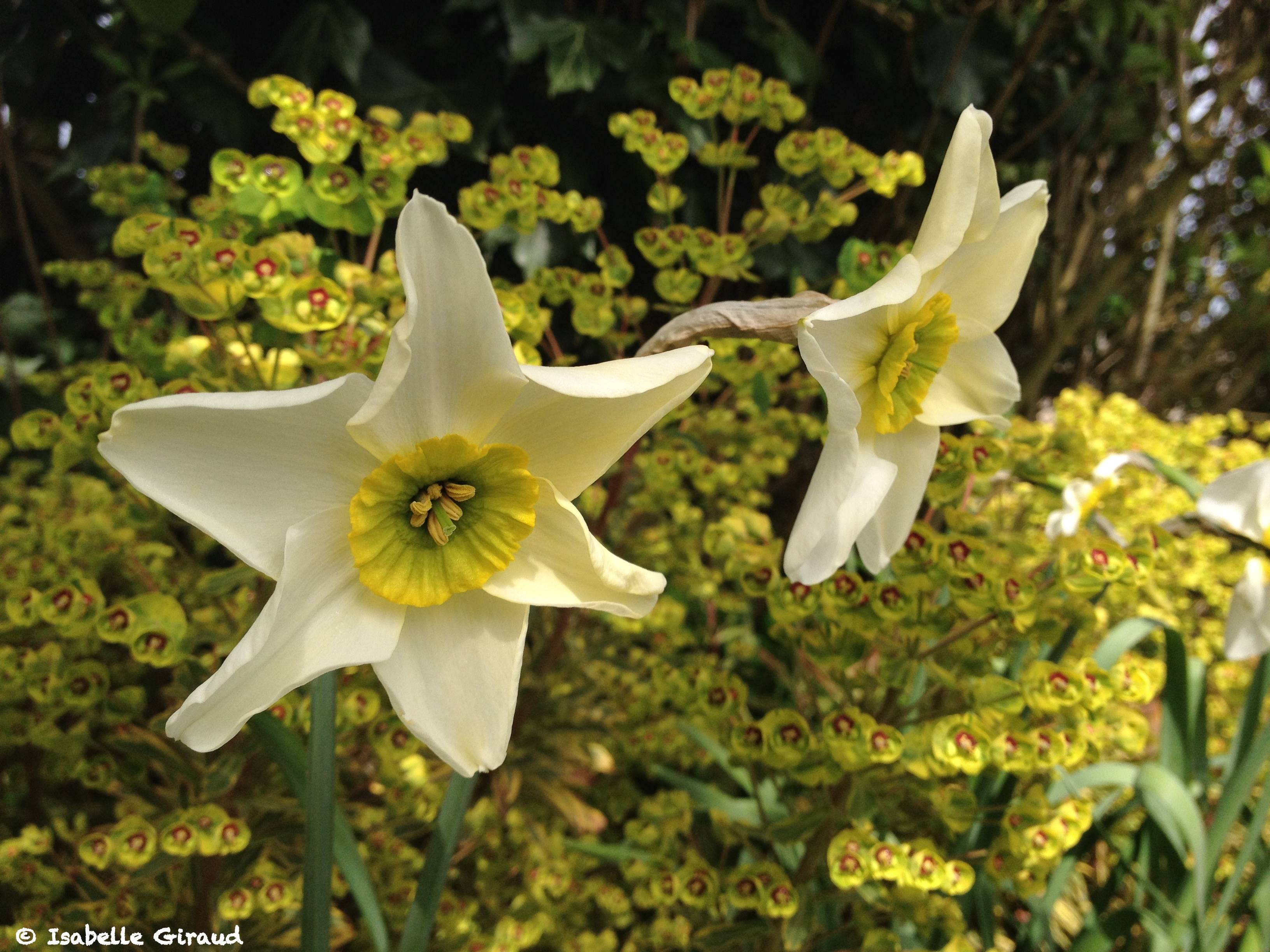 Promesse de Fleurs - Narcisse Sinopel Bulbe calibre 12+ (par 5) - Image 2