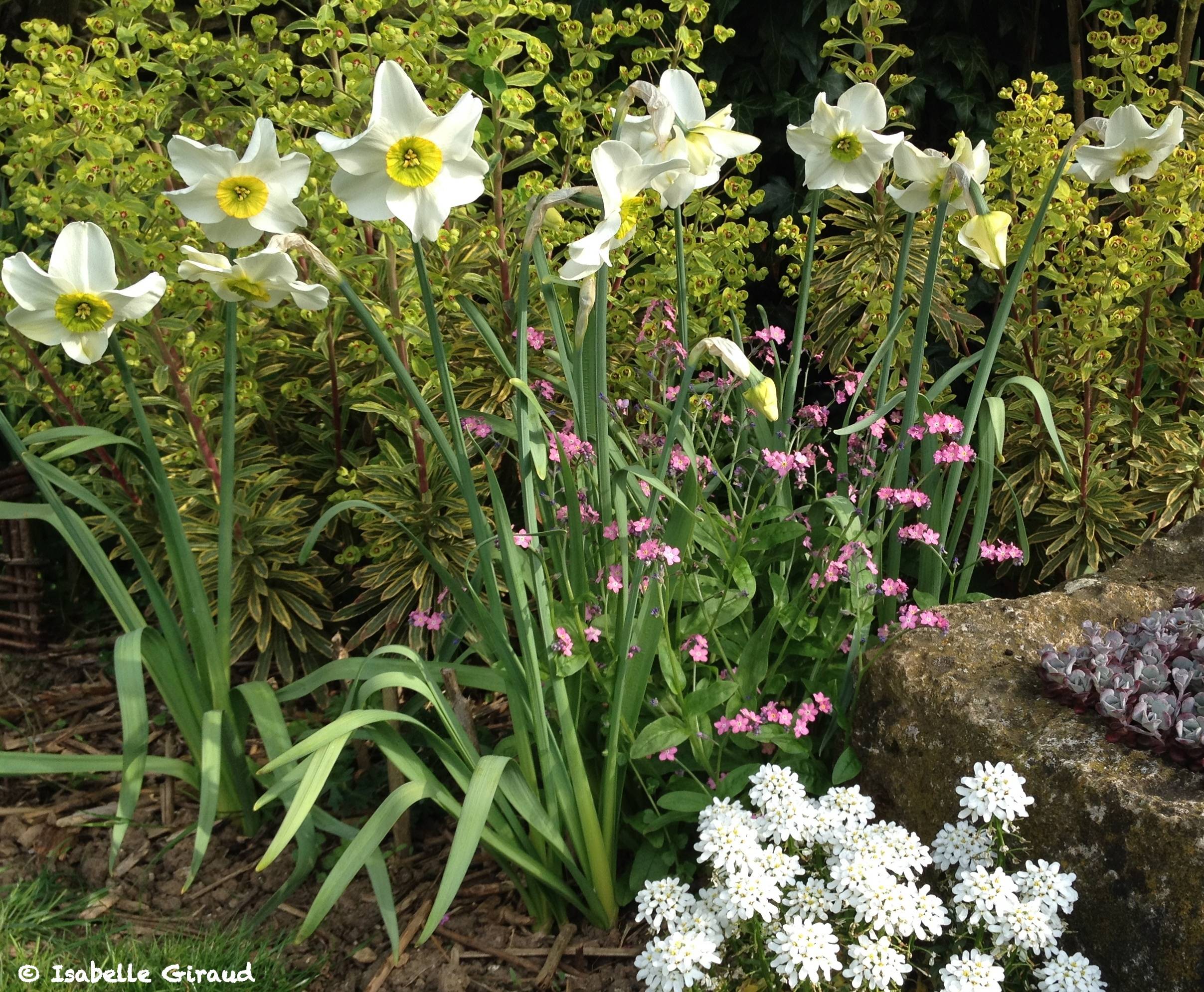 Promesse de Fleurs - Narcisse Sinopel Bulbe calibre 12+ (par 5) - Image 3