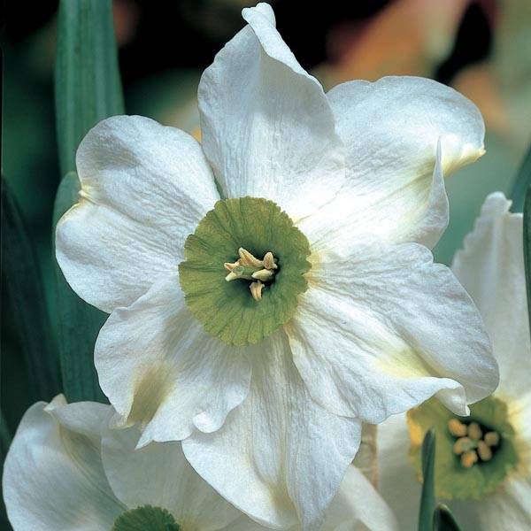 Promesse de Fleurs - Narcisse Sinopel Bulbe calibre 12+ (par 5)