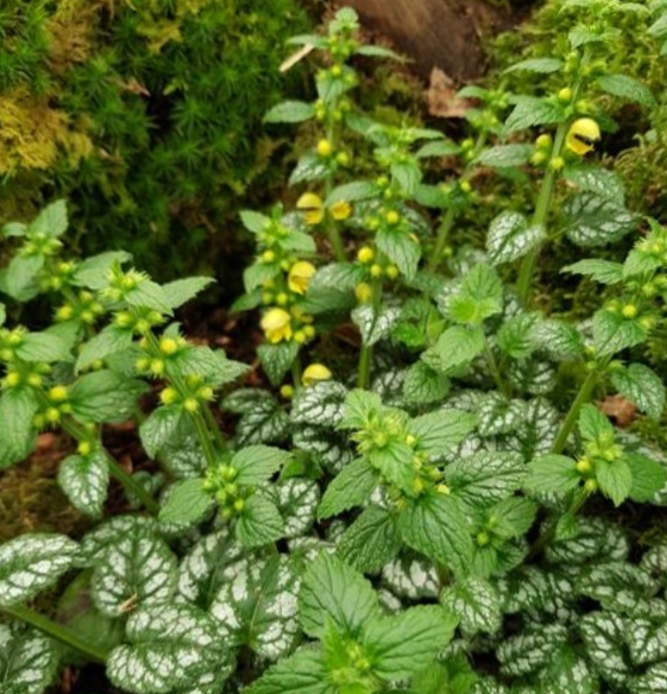 Lamium ou Lamiastrum galeobdolon Kirkcudbright Dwarf - Lamier Godet de 8/9 cm - Image 2