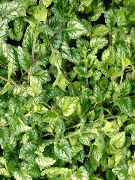 Lamium ou Lamiastrum galeobdolon Kirkcudbright Dwarf - Lamier  Godet de 8/9 cm