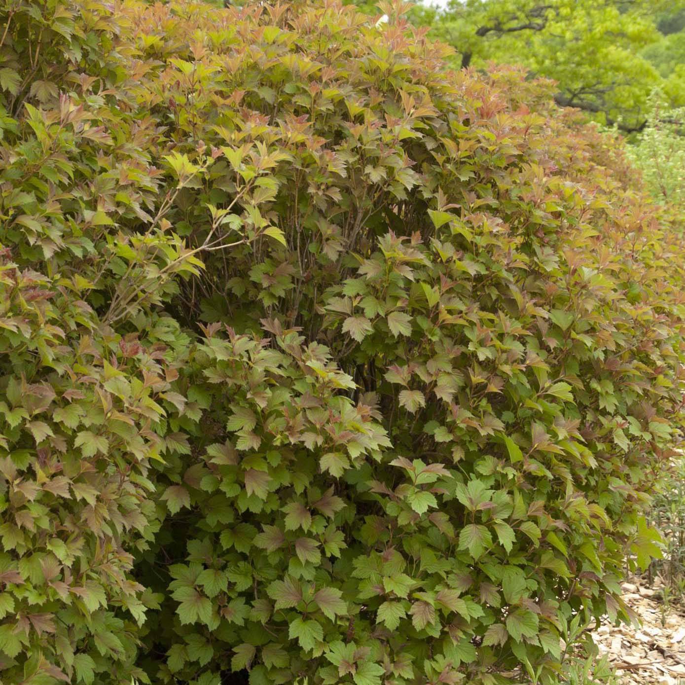 Viorne trilobée - Viburnum trilobum Bailey Compact Pot de 3L/4L