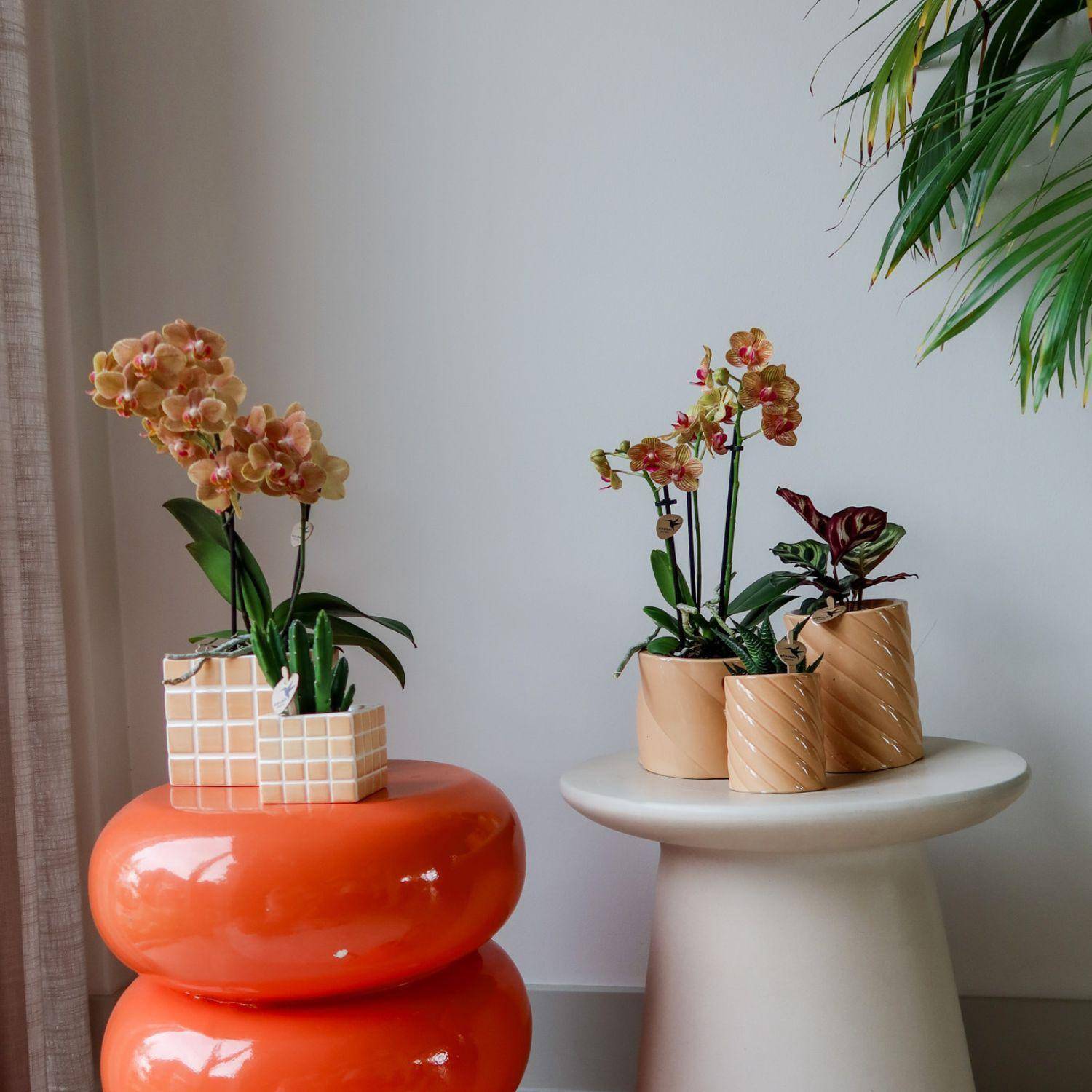 Pot décoratif Peach Candy- La Green Touch - Image 10