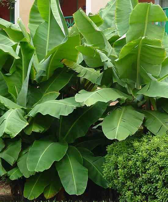 Sans Marque - Phoenix dactylifera (Véritable dattier) Taille:Pot de 65L - 180/200cm - Imagen 5