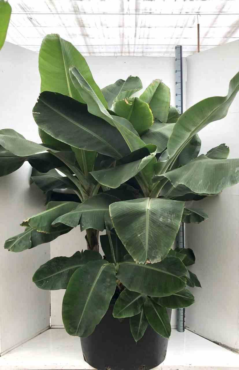 Sans Marque - Phoenix dactylifera (Véritable dattier) Taille:Pot de 65L - 180/200cm - Imagen 3