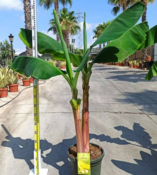 Sans Marque - Phoenix dactylifera (Véritable dattier) Taille:Pot de 65L - 180/200cm - Imagen 7
