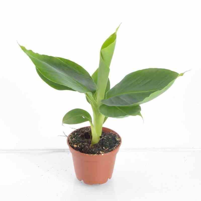 Sans Marque - Phoenix dactylifera (Véritable dattier) Taille:Pot de 65L - 180/200cm - Imagen 6