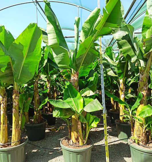 Sans Marque - Phoenix dactylifera (Véritable dattier) Taille:Pot de 65L - 180/200cm - Imagen 9