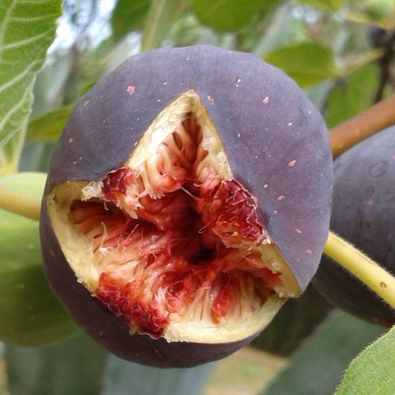 Figuier Pastillère (Rouge de Bordeaux), Ficus carica - Bon rendement - Pot de 5L - 40/80 cm - De 3,00 m à 5,00 m - Image 2