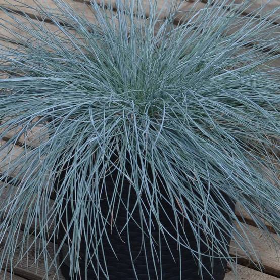 Festuca Intense Blue - Fétuque bleue Godet de 8/9 cm