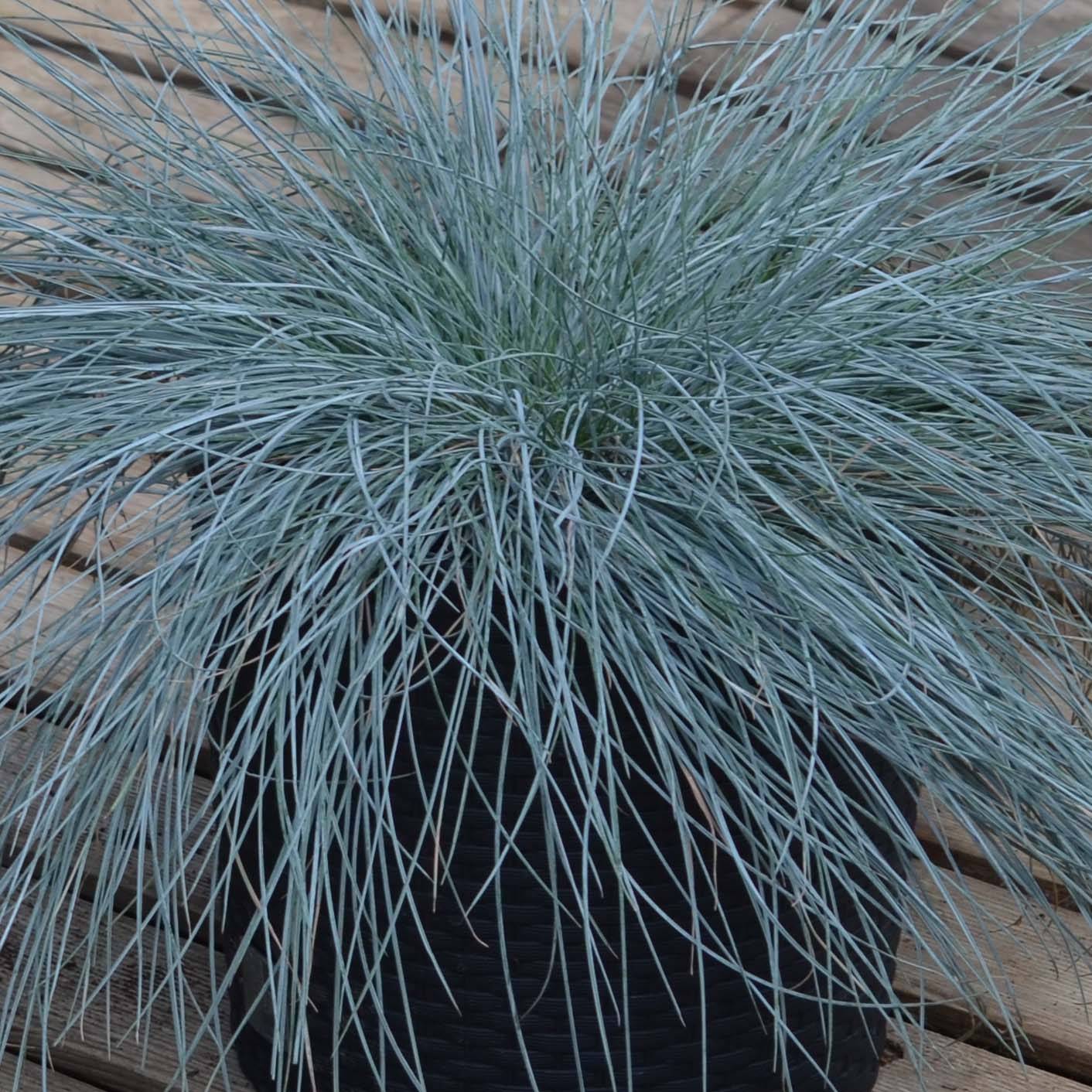 Promesse de Fleurs - Festuca Intense Blue - Fétuque bleue Godet de 8/9 cm