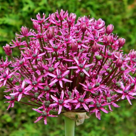 Promesse de Fleurs - Ail d'ornement - Allium Miami Bulbe calibre 10+ (par 10)