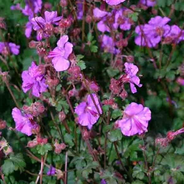 Géranium vivace cantabrigiense Karmina Pot de 2L/3L