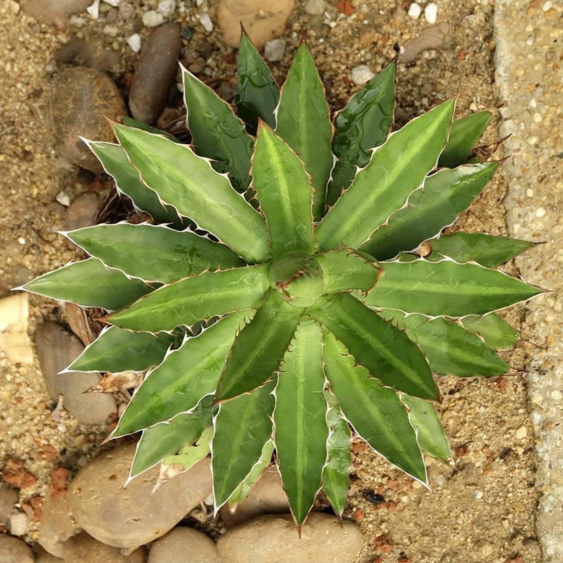 Agave lophantha - Agave à crête épineuse Pot de 12 cm / 13 cm