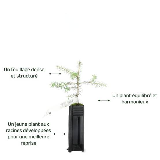 Sapin de Céphalonie (Abies cephalonica) - Godet - Taille 10/15cm - Pépinières Naudet - Imagen 3