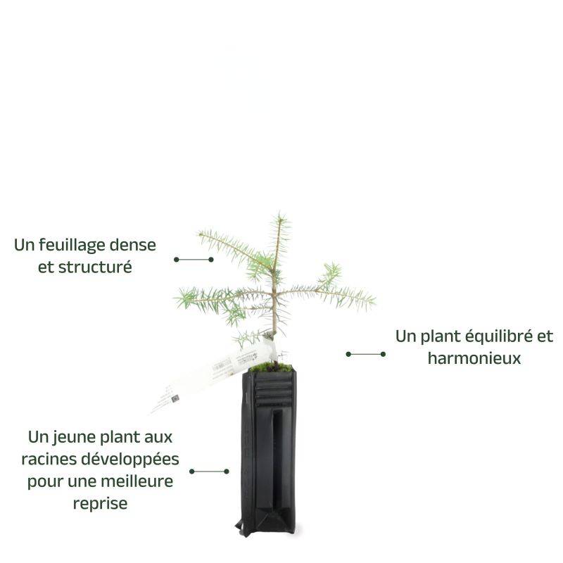 Sapin de Céphalonie (Abies cephalonica) - Godet - Taille 10/15cm - Pépinières Naudet - Imagen 3