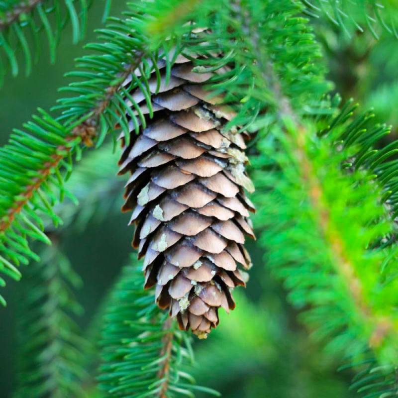 Sapin de Céphalonie (Abies cephalonica) - Godet - Taille 10/15cm - Pépinières Naudet