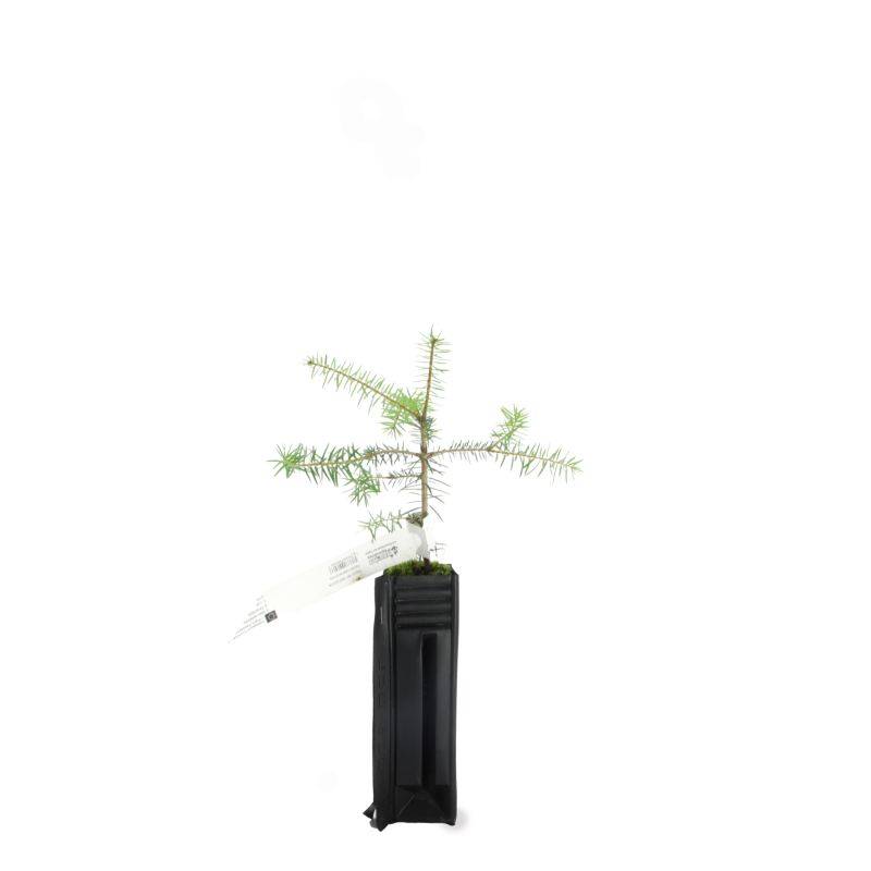 Sapin de Céphalonie (Abies cephalonica) - Godet - Taille 10/15cm - Pépinières Naudet - Imagen 2