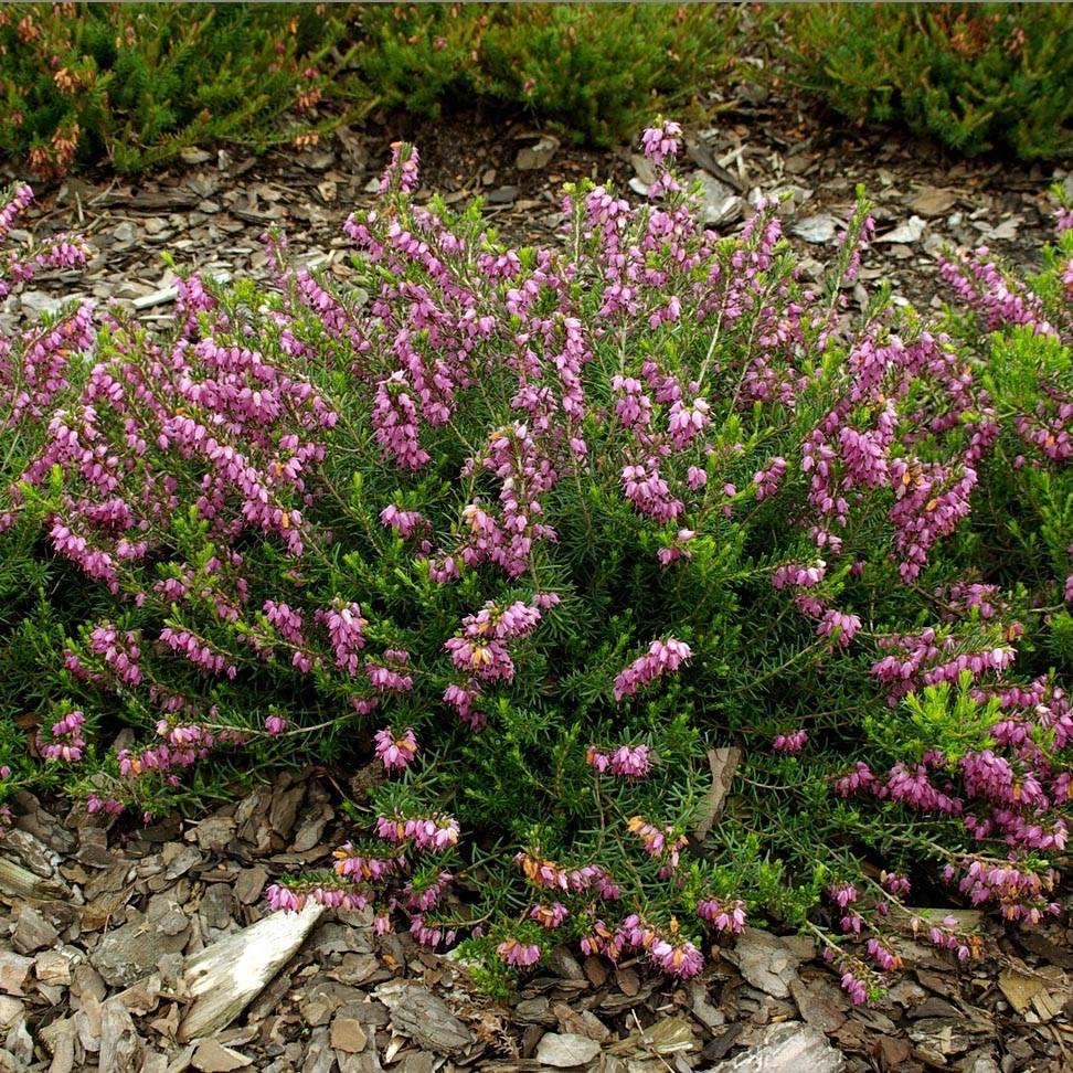 Bruyère d'hiver - Erica darleyensis Ghost Hills Godet de 8/9 cm - Image 1