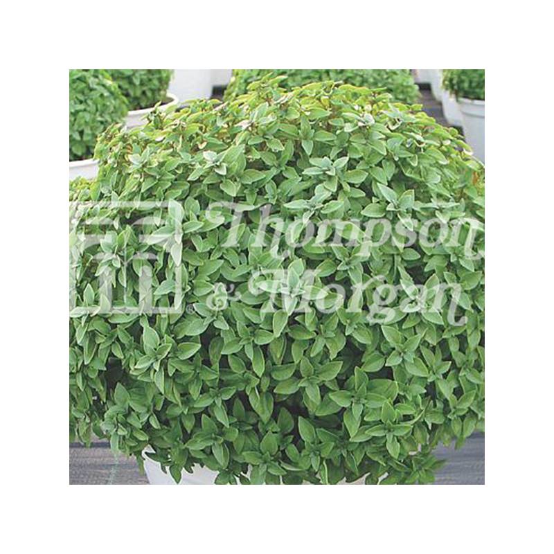 Basilic Aristotle le sachet de 50 graines environ