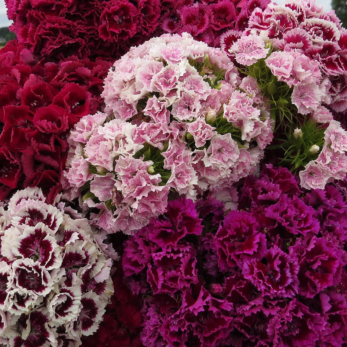 Graines d'Oeillet de poète Robustus Extra Mix - Dianthus barbatus le sachet de 1000 graines environ (1,3g)