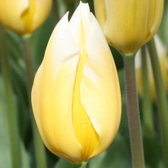 Promesse de Fleurs - Tulipe fosteriana Sweetheart Bulbe calibre 11+ (par 10)