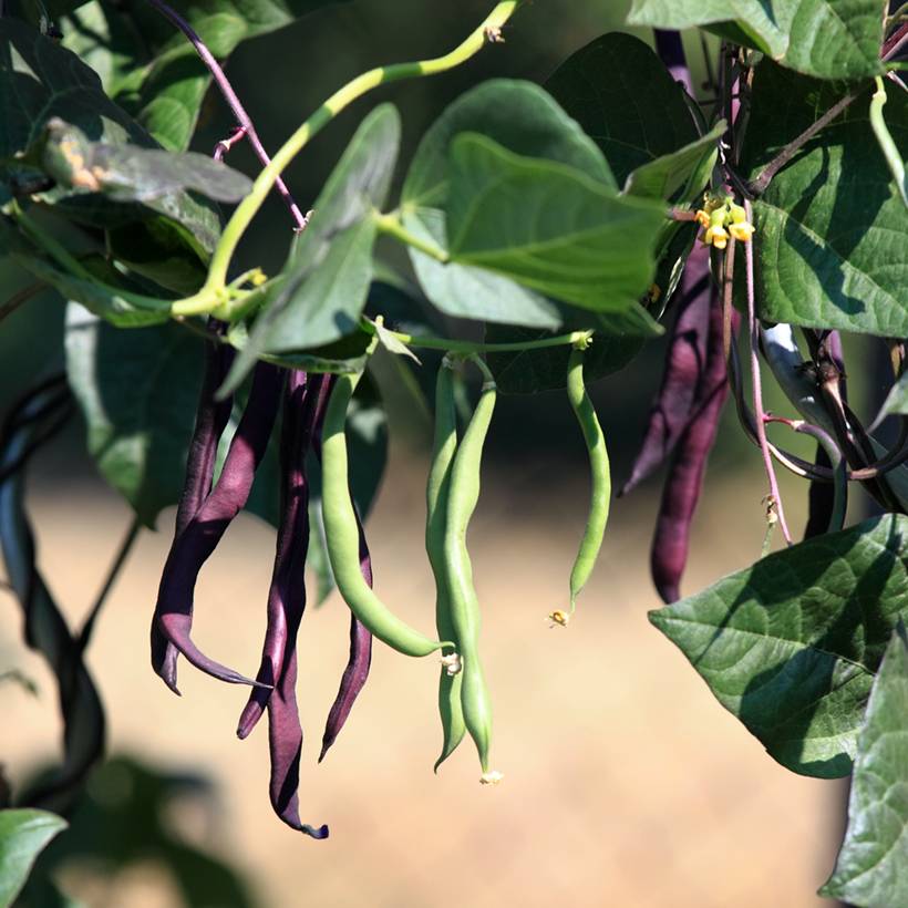 Haricot à rames mangetout à cosses violettes sans fil le sachet de 200 graines environ (100g)