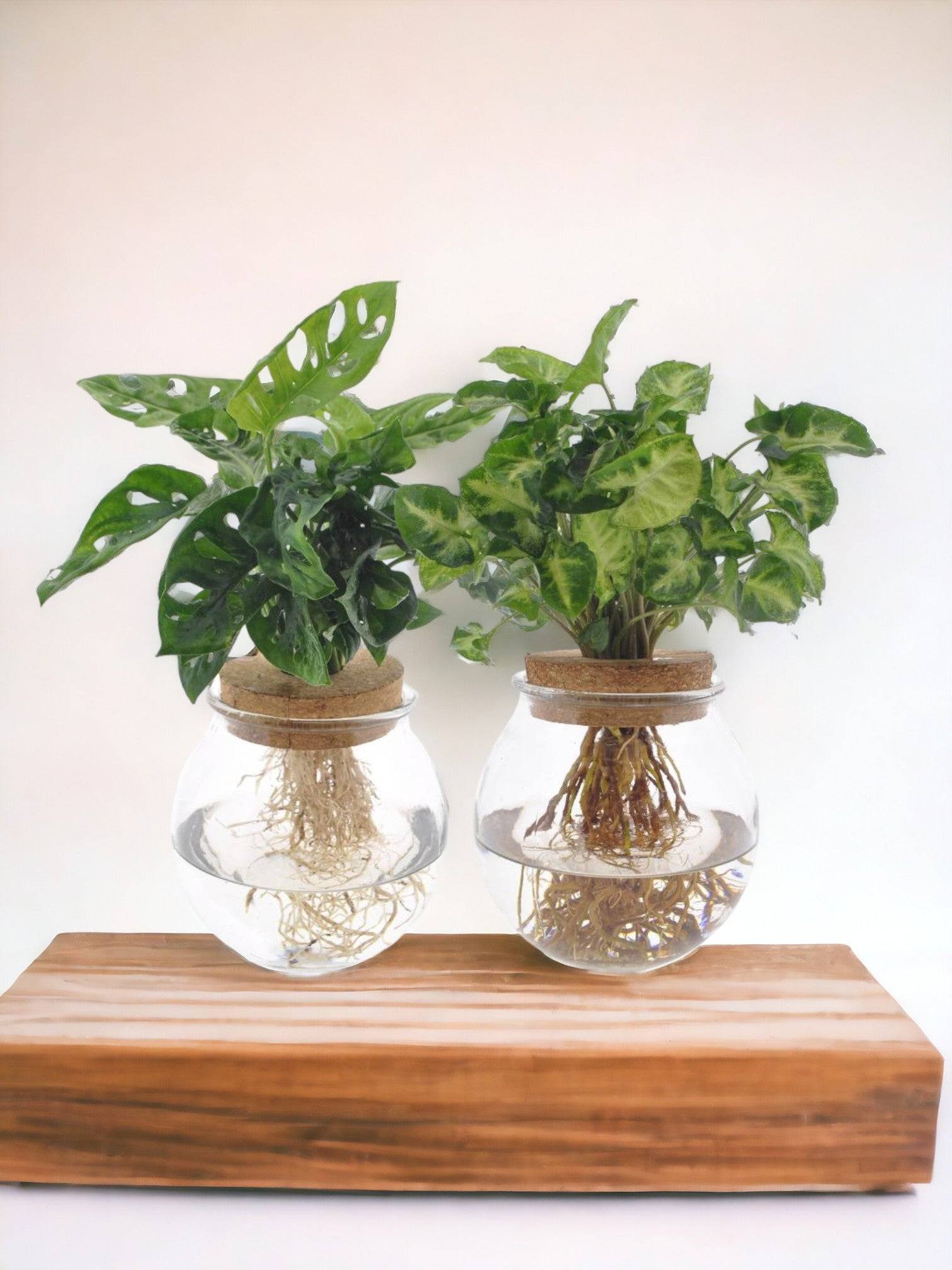 La Green Touch - Duo Hydroculture Monstera/syngonium - D12 H30cm - Image 2