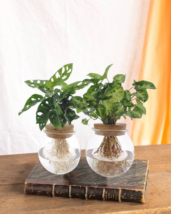 La Green Touch - Duo Hydroculture Monstera/syngonium - D12 H30cm - Image 1