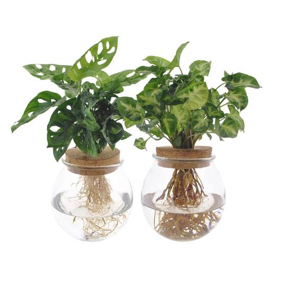 La Green Touch - Duo Hydroculture Monstera/syngonium - D12 H30cm - Image 3