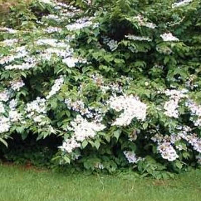 Viorne de Chine Lanarth, Viburnum à fleurs Blanche - feuillage Caduc - Pot de 3L - 40/60 cm- hauteur à maturité De 2,50 m à 3,00 m - Image 1