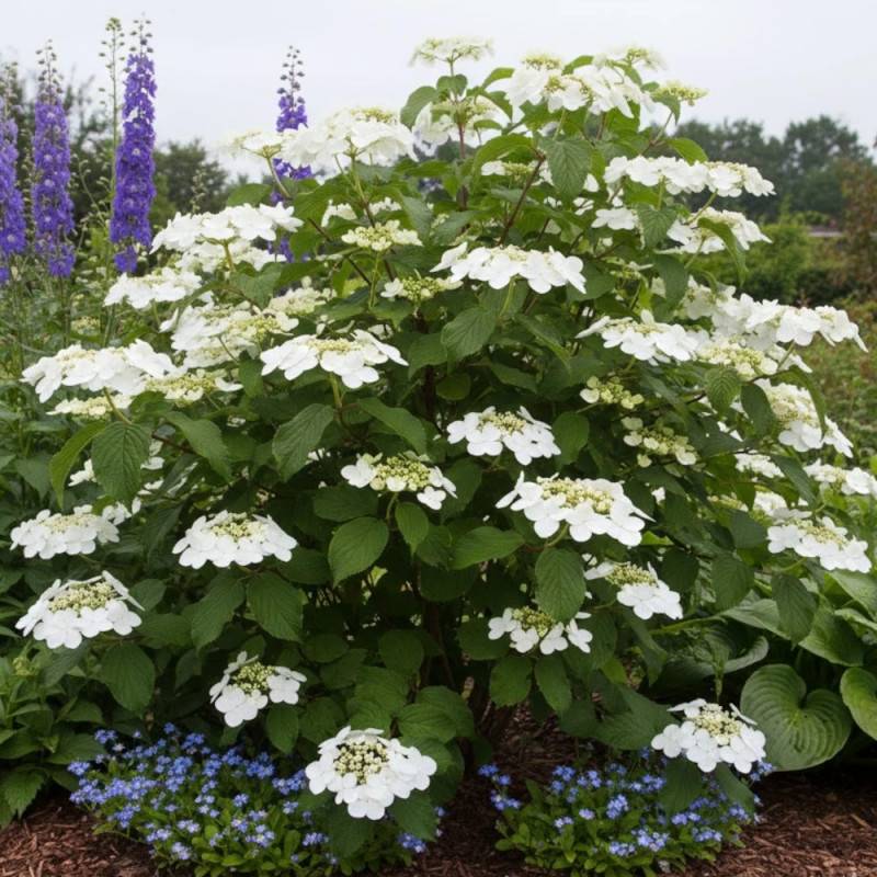 Viorne de Chine Lanarth, Viburnum à fleurs Blanche - feuillage Caduc - Pot de 3L - 40/60 cm- hauteur à maturité De 2,50 m à 3,00 m - Image 5