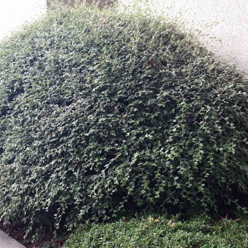 Cotoneaster de Franchet, Cotonéaster à fleurs Blanche - feuillage Semi-Persistant - Pot de 4L - 40/60 cm- hauteur à maturité De 3,00 m à 5,00 m - Image 2