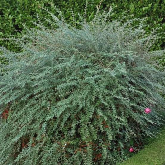 Cotoneaster de Franchet, Cotonéaster à fleurs Blanche - feuillage Semi-Persistant - Pot de 4L - 40/60 cm- hauteur à maturité De 3,00 m à 5,00 m - Image 6