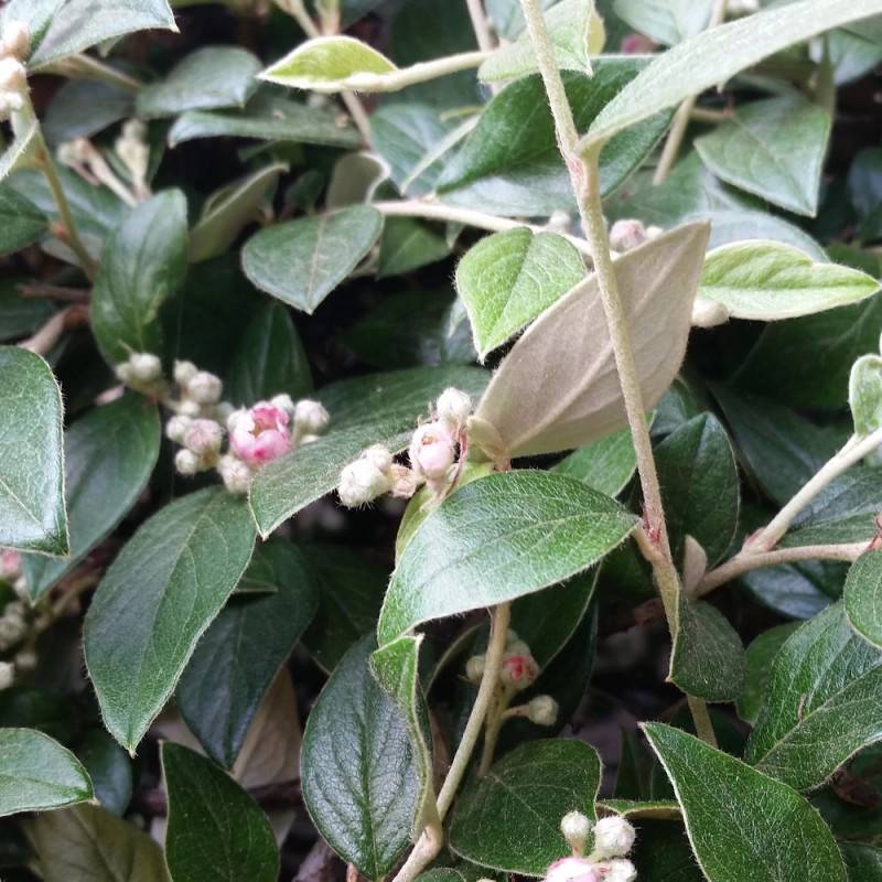 Cotoneaster de Franchet, Cotonéaster à fleurs Blanche - feuillage Semi-Persistant - Pot de 4L - 40/60 cm- hauteur à maturité De 3,00 m à 5,00 m - Image 1