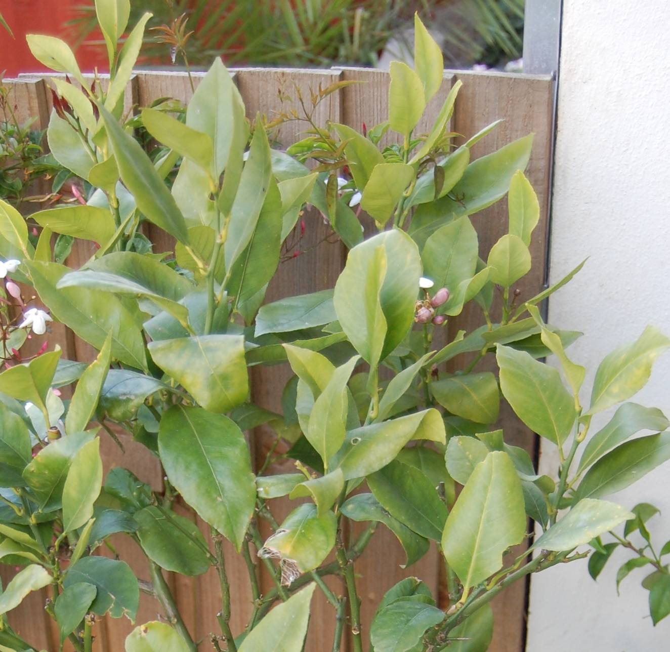 0 - Citrus x sinensis 'Arcobal' ( l'orange Tigre) Pot de 4 litres - 30/50 cm - Image 3