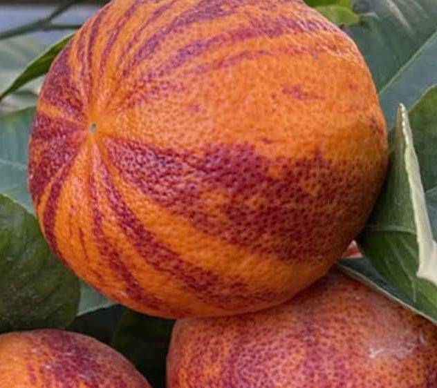 0 - Citrus x sinensis 'Arcobal' ( l'orange Tigre) Pot de 4 litres - 30/50 cm - Image 2