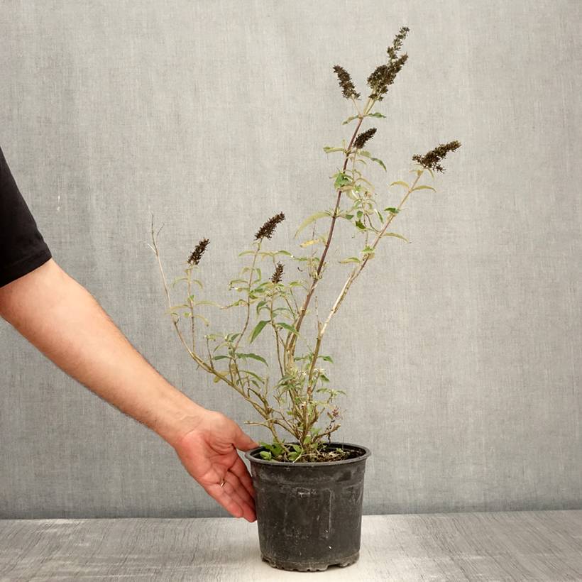 Buddleia davidii Black Knight - Arbre aux papillons Pot de 2L/3L - Image 2