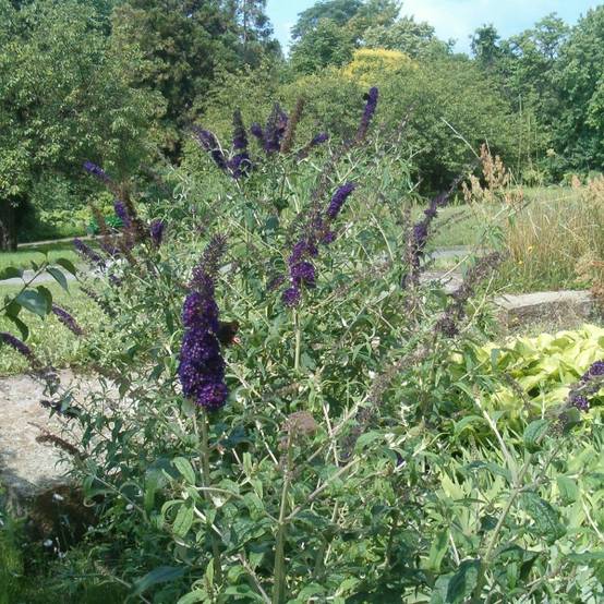 Buddleia davidii Black Knight - Arbre aux papillons Pot de 2L/3L - Image 1